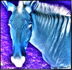 ZORSE IMAGE